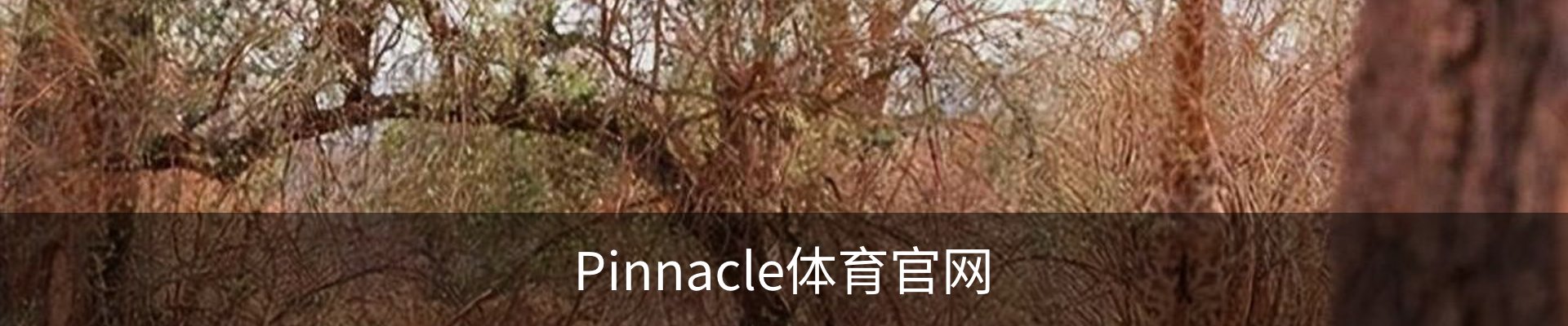 Pinnacle体育官网
